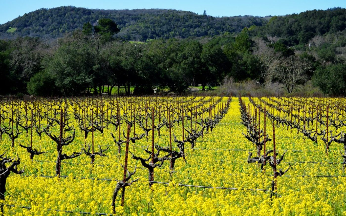 Beaujolais nouveau 2026 : lancement le 19 novembre 2026