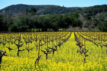 Beaujolais nouveau 2026 : lancement le 19 novembre 2026