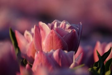 Octobre : le grand mois des bulbes de printemps