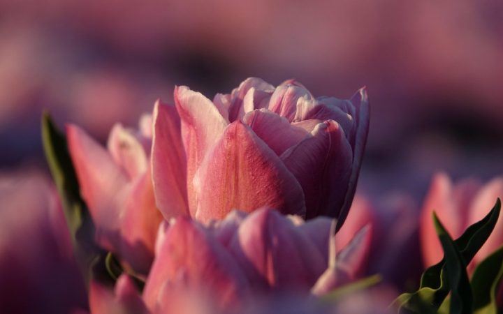Octobre : le grand mois des bulbes de printemps
